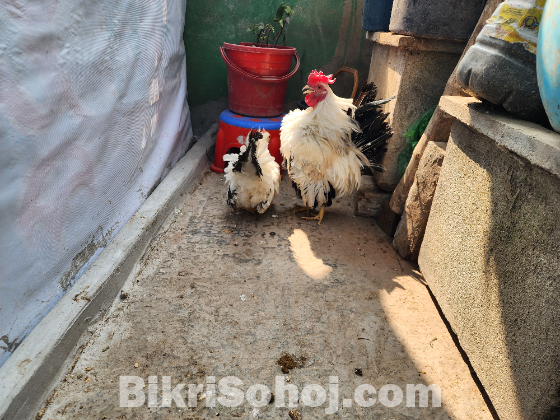 জাপানিজ ব্লাক টেইল বেন্থাম